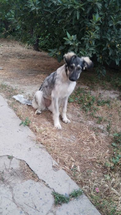 Срочно . Собака в добрые руки