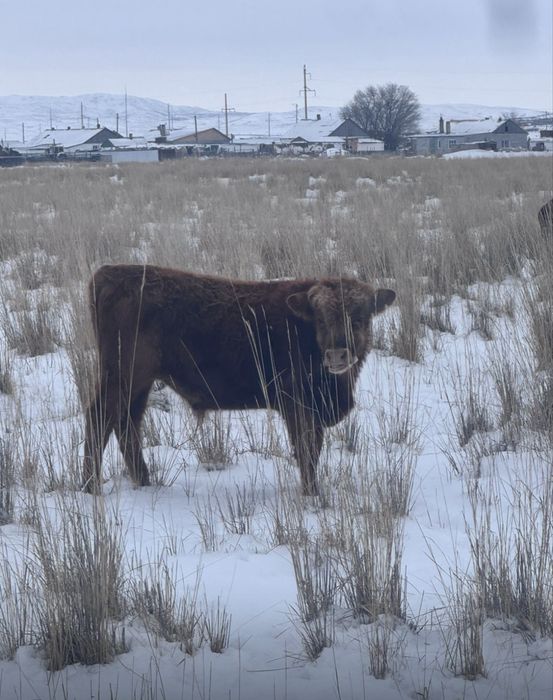 Продается бычки.