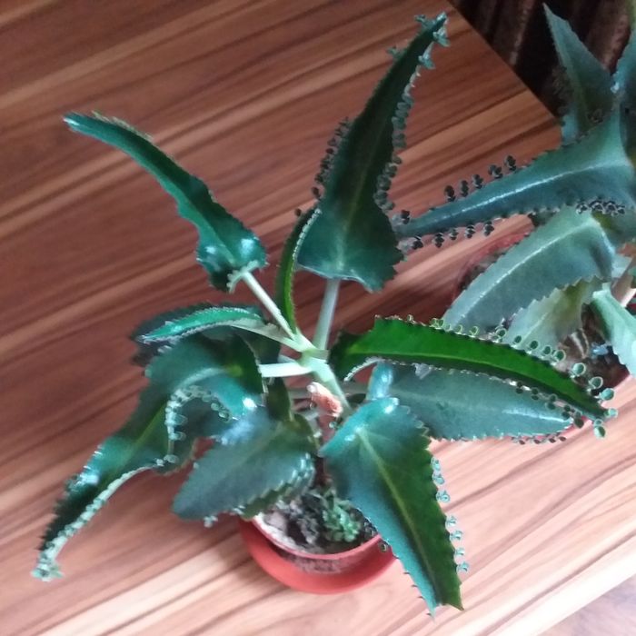 Каланхое домашний доктор