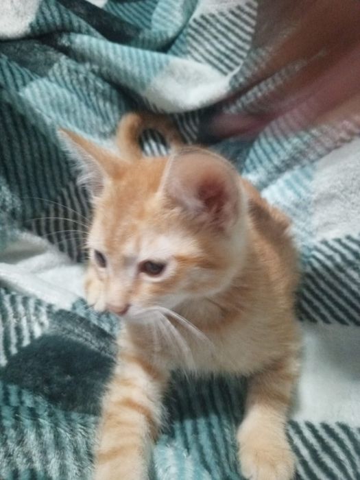 Отдам котенка даром