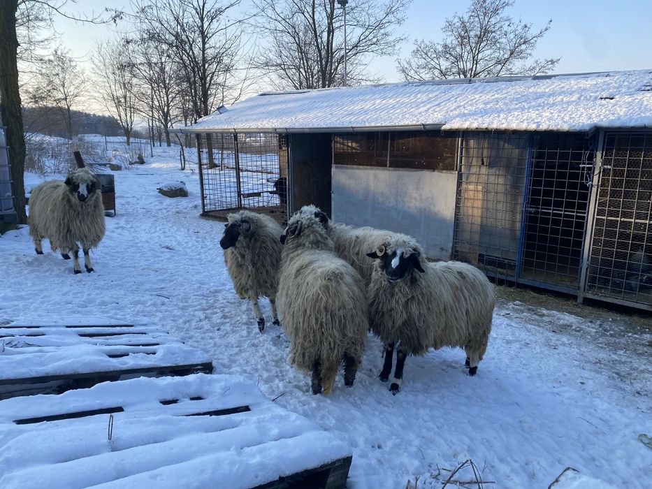 Turcana breaza de hateg