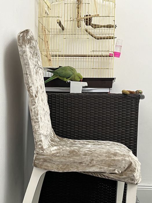 Ожерелевый попугай не ручной 6 месяцев