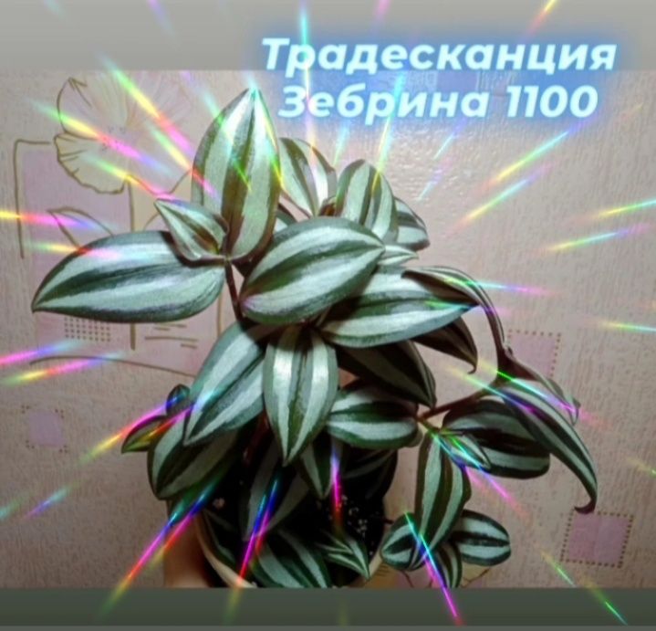 Комнатные цветы, растения