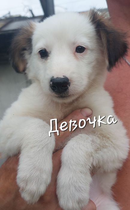 Отдам шенка девочка"звоночек"