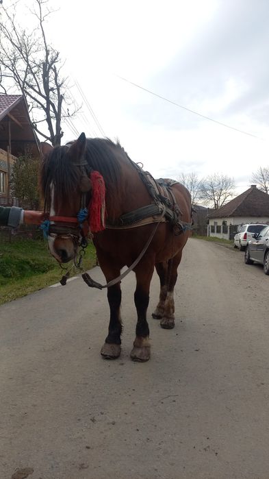 Cal tracțiune 7 ani cu caruta plug etc..