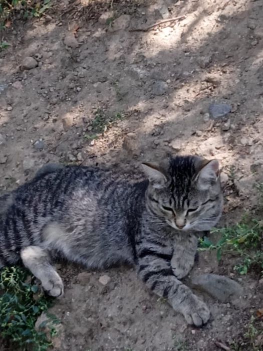 Котята ищут дом