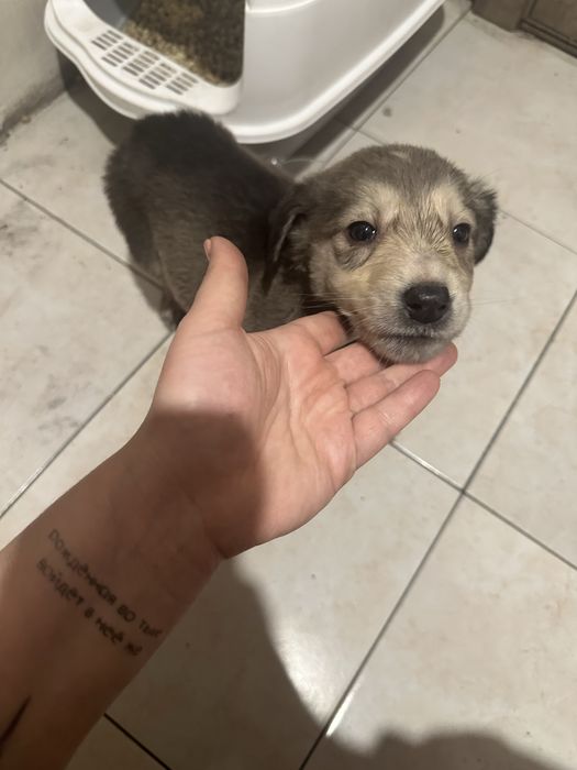 Маленький щеночек