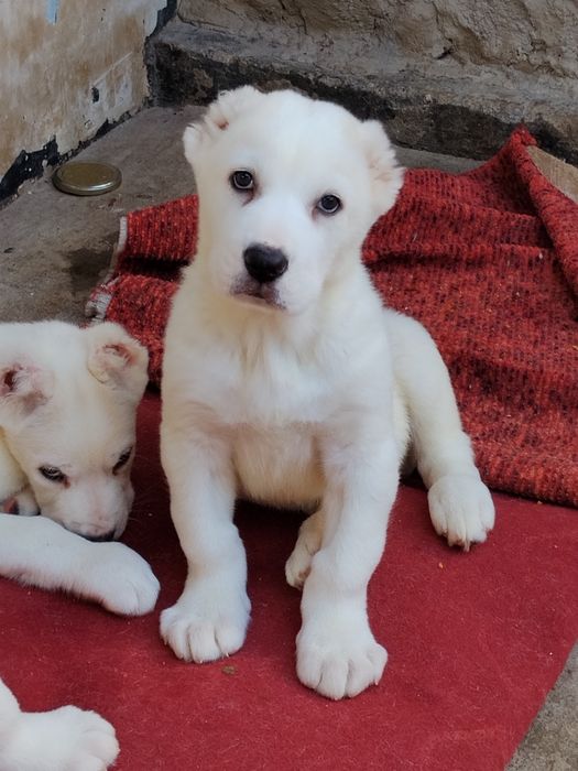 АЛАБАЙ туркменский щенок