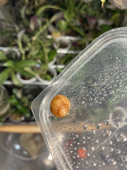 Архаахатины бенины