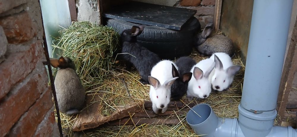 Iepurași de vânzare cu vârsta de 2 luni