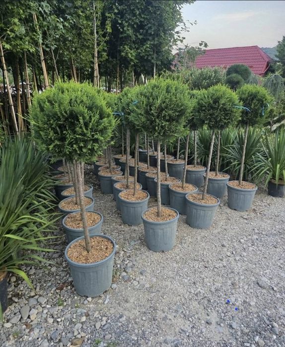 Plante naturale din pepiniera