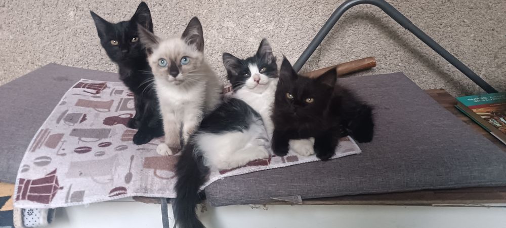 Отдам котят даром