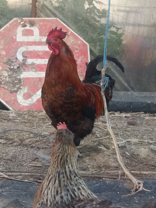 Vând cocos Marans de anul trecut