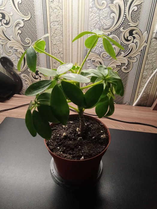 Шефлера Древовидная