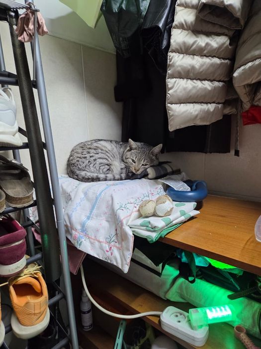 Кот ищет любящий дом