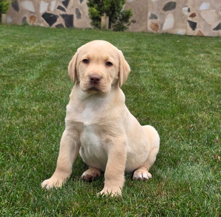 Retriever Labrador exceptional