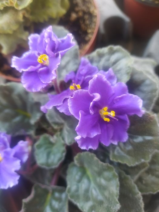 Продам фиалки сенполии