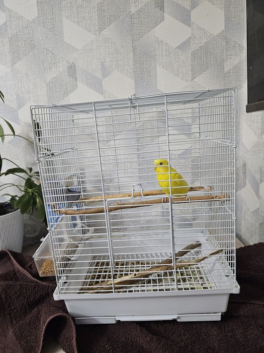 Волнистый попугайчик с клеткой