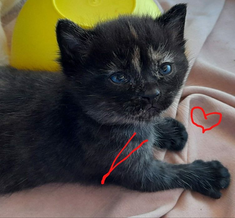 Котята в добрые руки