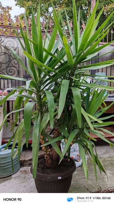 Yucca elephantipes - planta decorativa