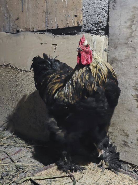 Продам петуха Конхинхин