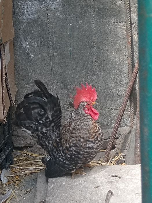 Cocoș Chabo Barat