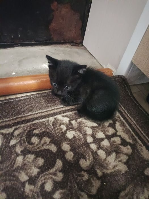 Отдам котят в хорошие руки