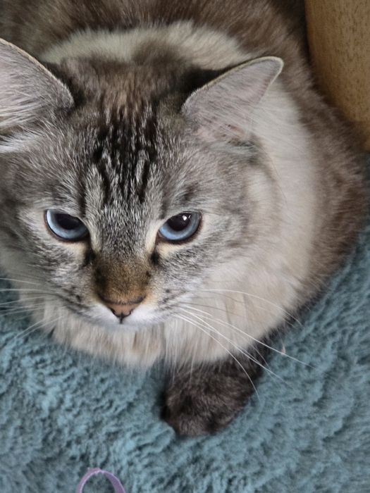 Petsitter dedicat – atenție, grijă și poze în timp real