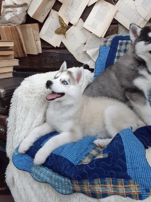 Две голубоглазые принцессы