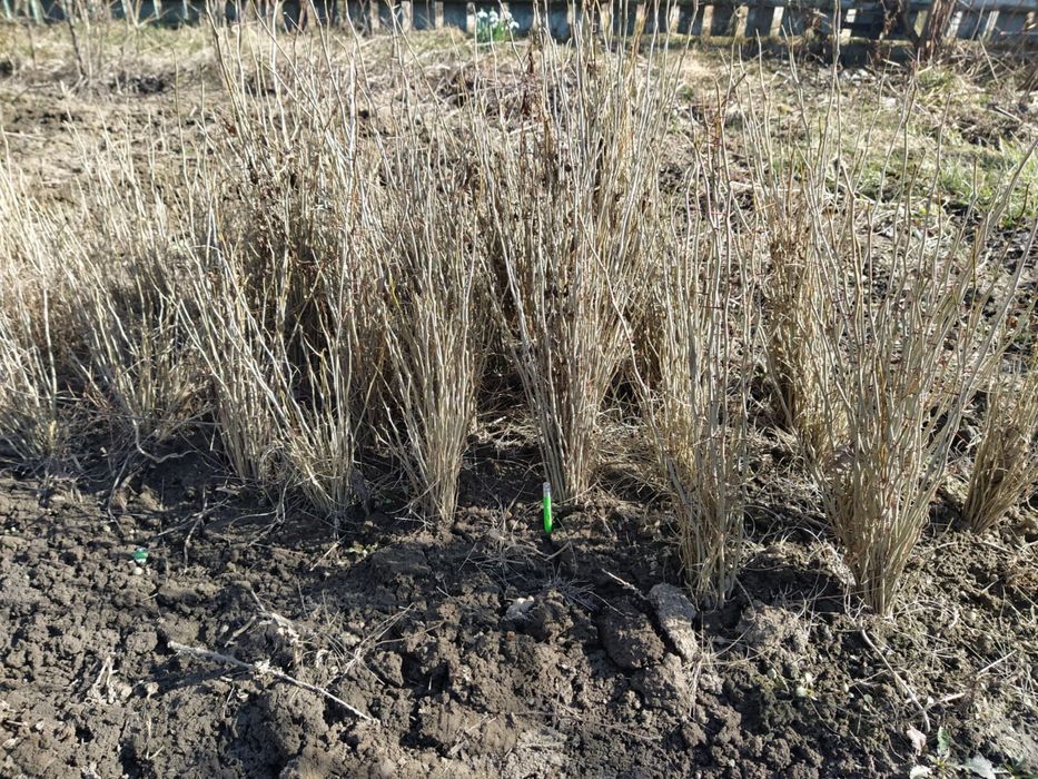 Puieti maces 30 50cm gladita roscov 40 50 cm