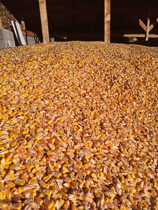 Vând porumb și orz