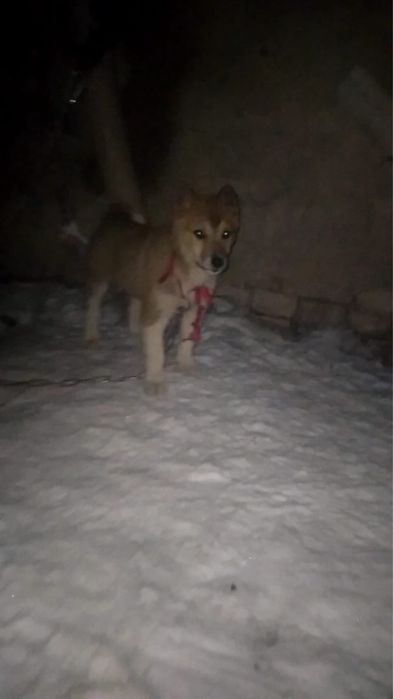 продам Лайка девочка