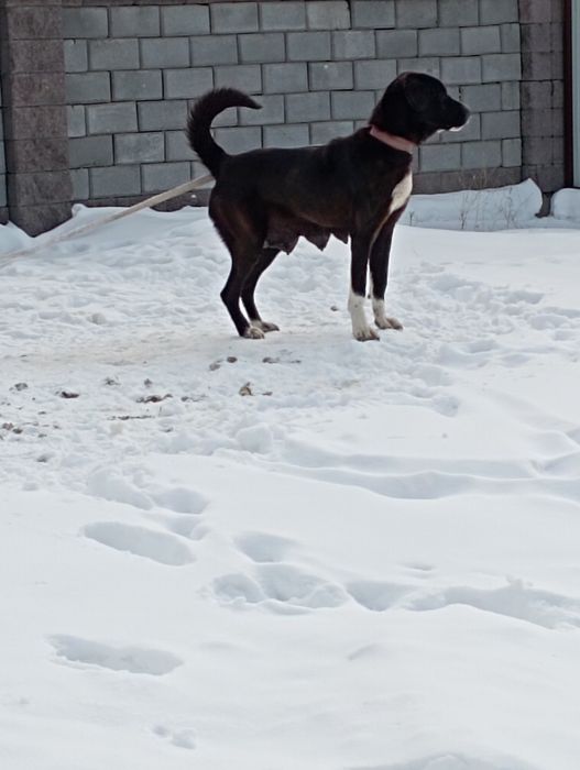 Продам азиатку полтара года