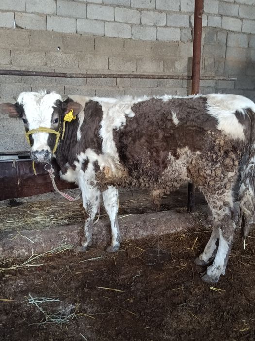 Буқалар сатылады