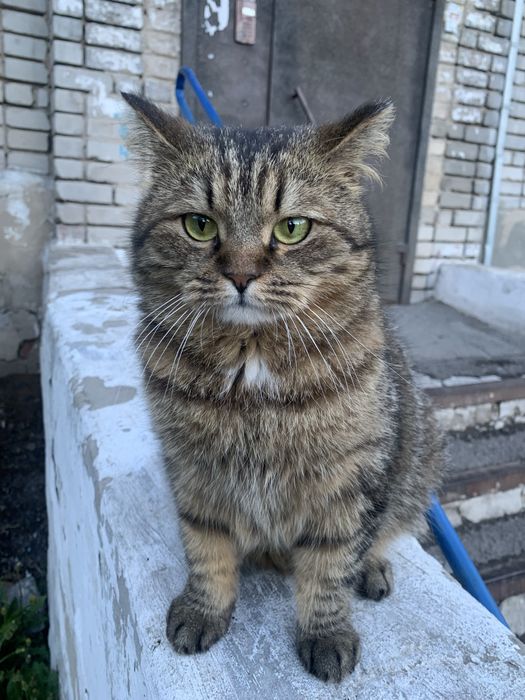 Кошки в добрые руки!