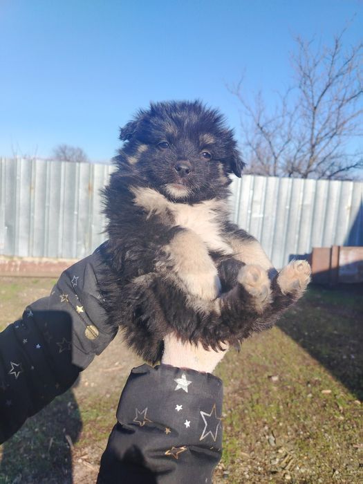 Catelusi spre adopție