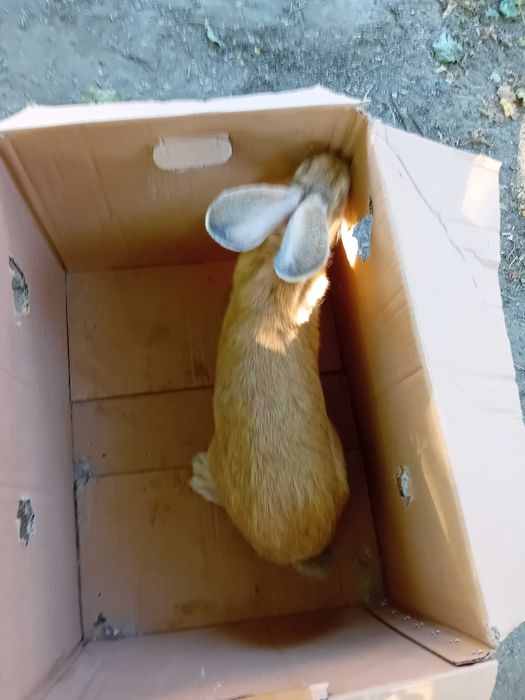 Зайци Белгийски великани