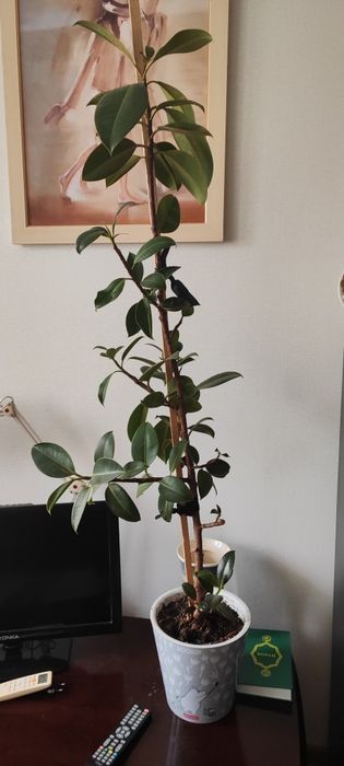 Продам комнатные цветы