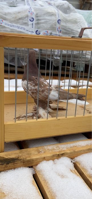 Голуби жук, капканка и сирень.