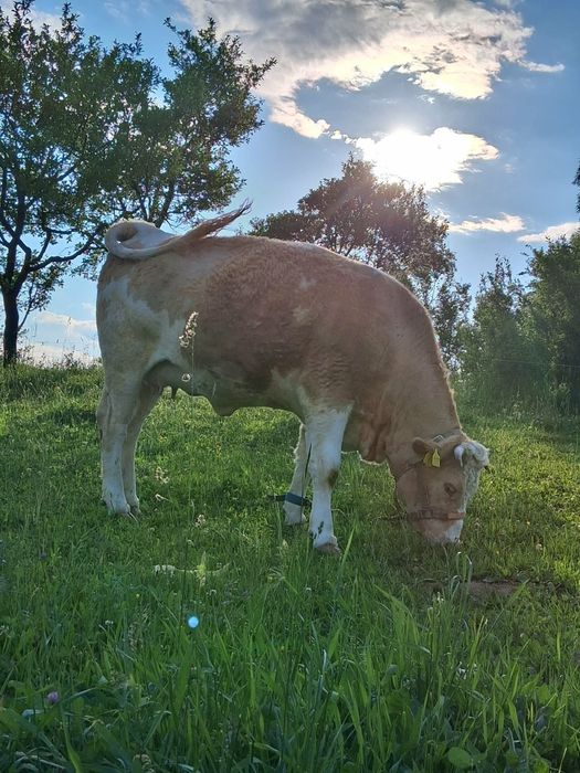 Vând junincă gestantă in 8 luni