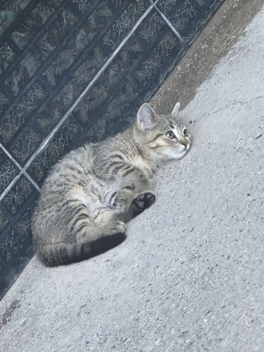 Отдам кошку  в добрые руки