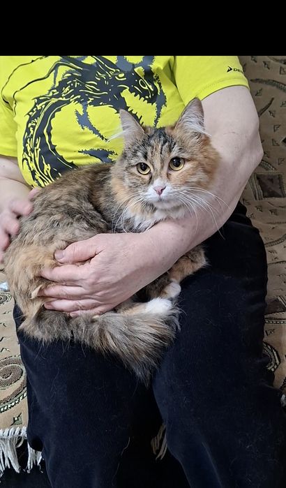 Молодая кошечка Марфуша в добрые руки!