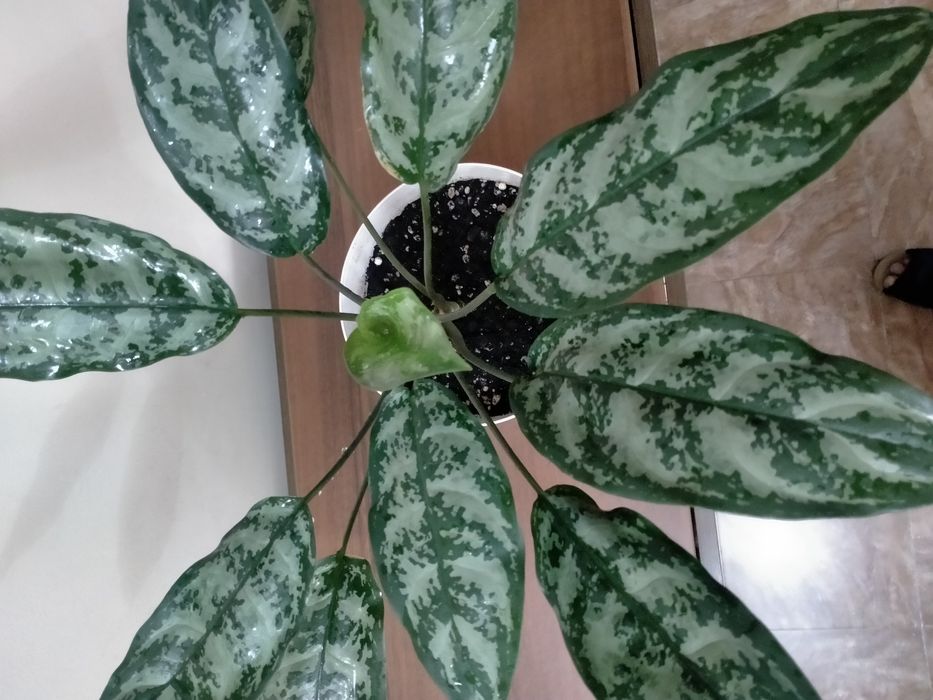 Продам аглаонему