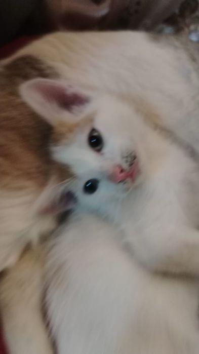 Отдам котят бесплатно