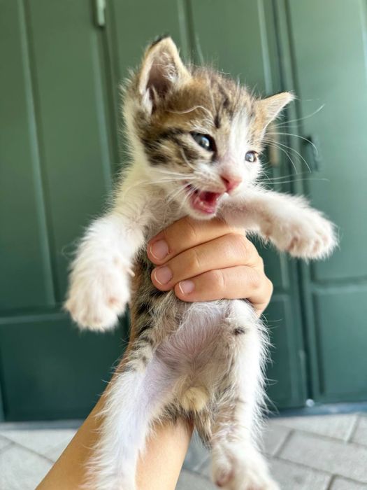 Котята на хорошие руки( хадияга мушук)