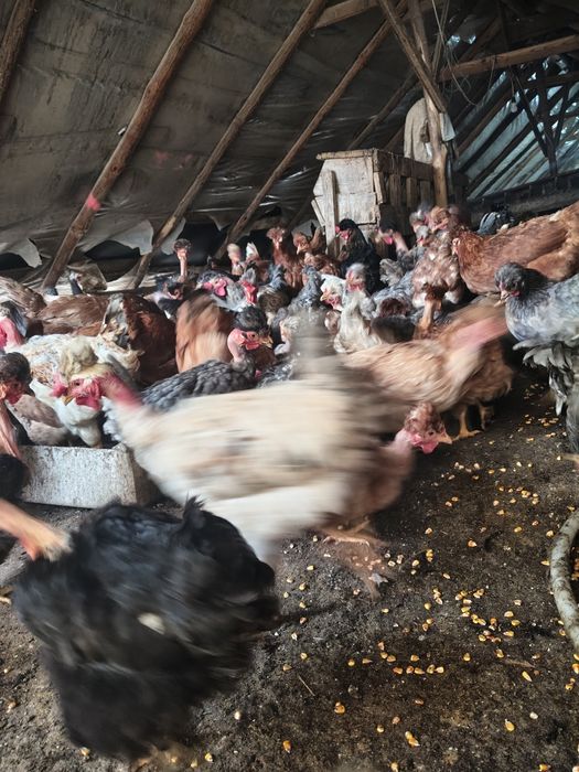 Vând puicuțe și găini rasa mixta