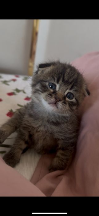 Шотланский кошка актау