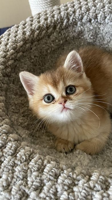 British shorthair gold fetiță
