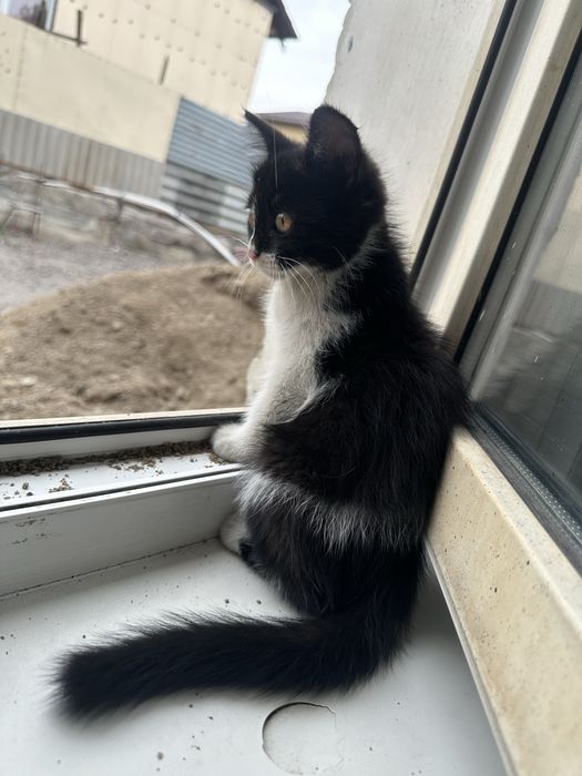 Отдадим колечкк в добрые руки