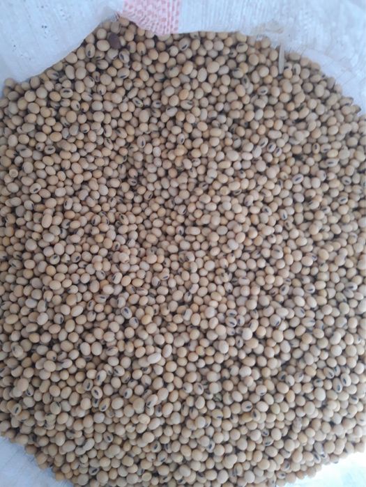 Соя тукымы,сорт Жансая